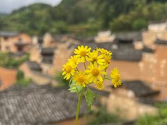 -杨家堂村