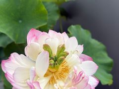 -陈家山荷花公园