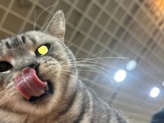 -猫小院猫主题餐厅(南锣旗舰店)