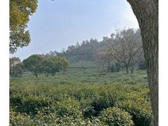 -树山生态村