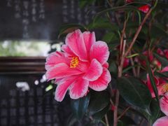 -留园