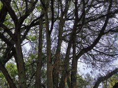 -花溪公园