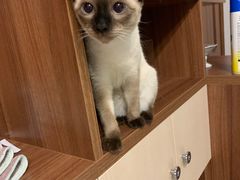 -彩虹桥宠物火化殡葬善终服务(金乐大厦店)