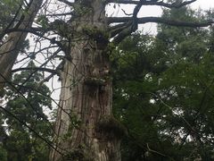 -天目山大树王景区