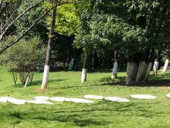 -铁山坪森林公园