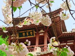 -西安青龙寺遗址景区