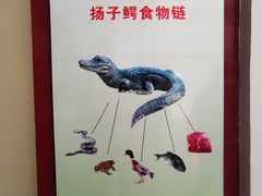 -中国扬子鳄村