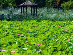 -羊亭河湿地公园