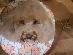 -more than meow吴止猫主题餐厅(承德 中船汇店)