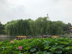 -莲花池公园