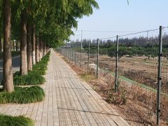 -上海长兴岛郊野公园