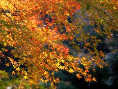 -锦月楼百姓厨房(大箕山商业广场店)