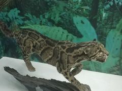 -国家自然博物馆