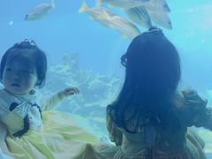 -海棠湾洲际-涛·海底餐厅·美人鱼·自助餐·海底隧道