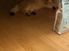 -飞行喵MR PILOT|猫舍·猫咖(静安大融城店)
