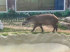 -西霞口神雕山野生动物世界