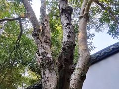 -上海醉白池公园
