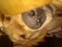 -荣耀金沙动物医院(清江西路店)