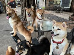 -柴犬高等学院·狗咖·柴犬售卖·宠物训练