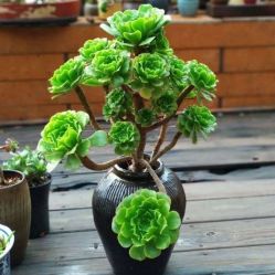 -Oasis Beauty水磨坊科技美肤中心