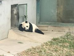 -石家庄市动物园