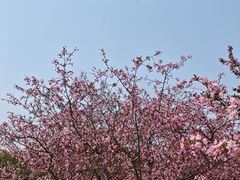 -阳澄湖半岛旅游度假区