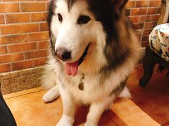 -more than meow吴止猫主题餐厅(承德 中船汇店)