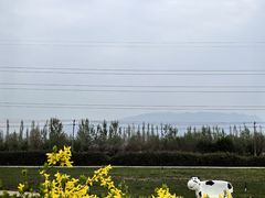 -君乐宝优致牧场