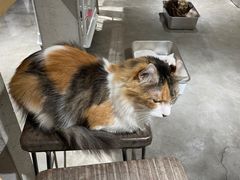 -more than meow吴止猫主题餐厅(承德 中船汇店)