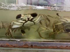 -丫丫蟹庄·苏式园林农家乐·阳澄湖大闸蟹(阳澄湖莲花岛店)