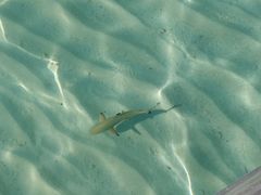 -中央格兰德岛温泉度假酒店 - 全包