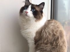 -Catmate·猫肥家润(金润铂宫店)
