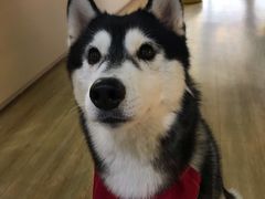 -Husky Go! 哈士奇体验馆·宠物咖啡厅狗咖