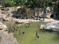 -燕塞湖鸟语林景区