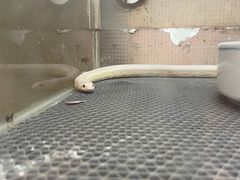 -上海大自然野生昆虫馆