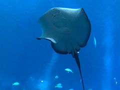 -新加坡海洋生态馆