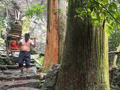 -天目山大树王景区