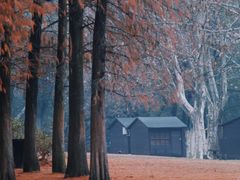 -上海共青森林公园