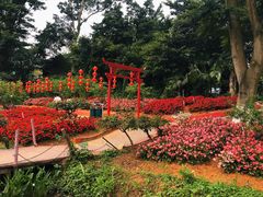 -松山湖梦幻百花洲