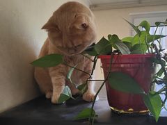 -米苏动物医院·犬猫专科·骨科外科内窥镜