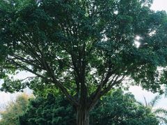 -白鹭洲公园