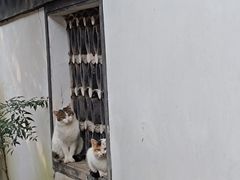 -上海醉白池公园