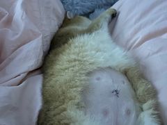 -艾贝尔宠物诊疗