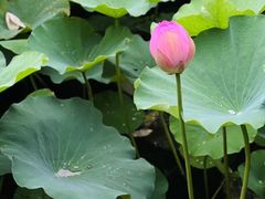 -重元寺香积厨素斋馆