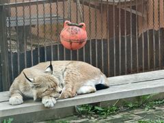 -青藏高原野生动物园