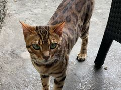 -喵屿·大理花园猫咖