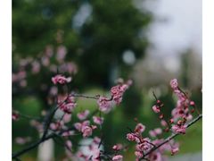 -八大山人梅湖景区