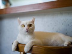 -有猫主题·治愈系猫咖(曾厝垵店)