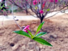 -南国桃园旅游度假区