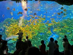 -芜湖新华联大白鲸海洋公园